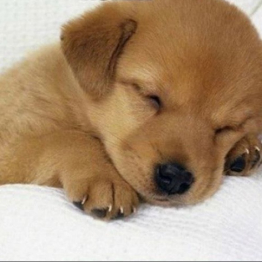 Meet your Posher, Johanna